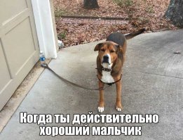 15 смекалистых товарищей, мимо которых не пролетит и муха