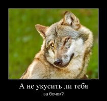 Спасение волка из колючей проволоки