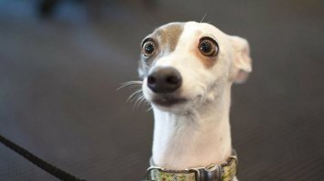 Прикольные и смешные картинки