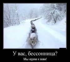 35 словечек о простых овечках: фото из жизни и бытия