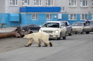 В таком качестве изображения - Канада, США, Норвегия, Исландия? 
Вот если взять оригинал, то по номерам машин...