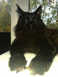 Чет там с котом намучено в фотке....наш 155 в длину и то как то помельче смотрится...