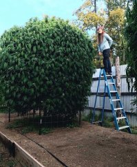 Вот это да! Такой куст мог вывести только Мичурин!