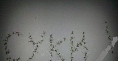 До какого этажа может добраться комар?