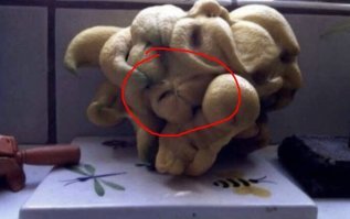 в лимоне кот застрял