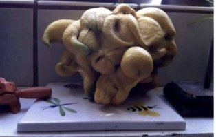 Это какой-то гибрид обычного лимона с лимоном Рука Будды