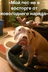 Предновогоднее настроение ?