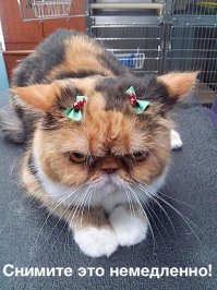 Предновогоднее настроение ?