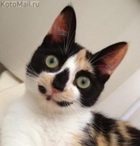 А я на кого похожа?