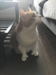 Это для этого: