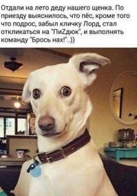 у меня так дед песеля завел у соседей.спрашивает как кличка те ему "анчар"он такой дружок)идем дружок,кушать будешь дружок)