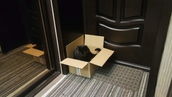 ха! прям вчера вечером поставил коробку к двери, чтоб утром выкинуть. через секунд 20...