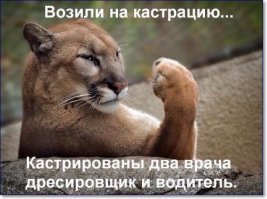 Как помыть грязную пуму