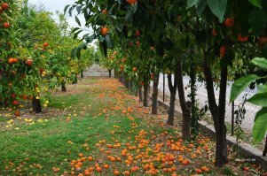 Ну повезло же некоторым с климатом...