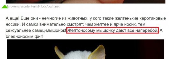 Самые умильные мышки в мире
