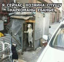 Маразм крепчал