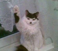 Похоже, коты замыслили захватить мир!