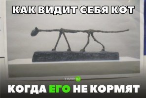 Поче-мяу мы рано утром слышим «Мяу!!!»: причины кошачьих песен по утрам