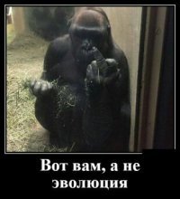 Горилла по имени Анака привлекла внимание сети своими необычными руками