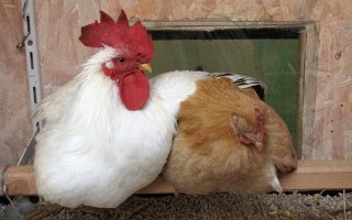 Как петух на жердочки))