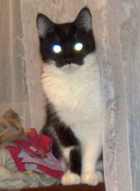 Похоже, коты замыслили захватить мир!