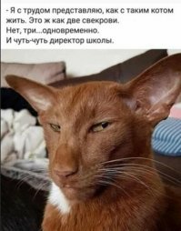 Поче-мяу мы рано утром слышим «Мяу!!!»: причины кошачьих песен по утрам