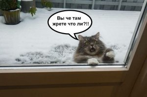 Котовсячина