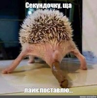 Асмус снова "закуколдила" Гарика Харламова - теперь с Кридом