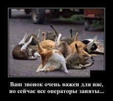 Кошачьи демотиваторы