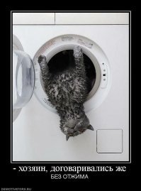 Кошачьи демотиваторы