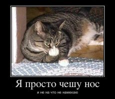 Кошачьи демотиваторы