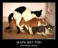 Пост про милых котиков