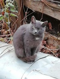 Кошачьи демотиваторы