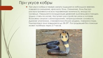 Индиец решил поцеловать кобру и пожалел об этом