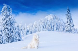 Sorin Onisor
Румыния