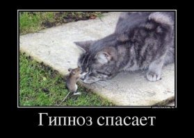 Кошачьи демотиваторы