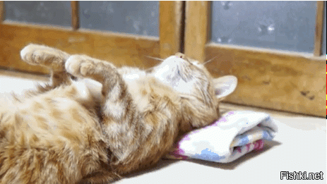 Кошачьи демотиваторы