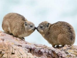 А ещё, близкими родственниками слонов являются похожие на моржей дюгони и ламантины, и похожие на кроликов даманы...