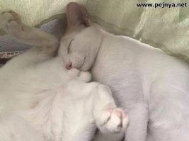 Кошачьи демотиваторы