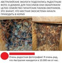 Пох на пауков, что с поссумом?