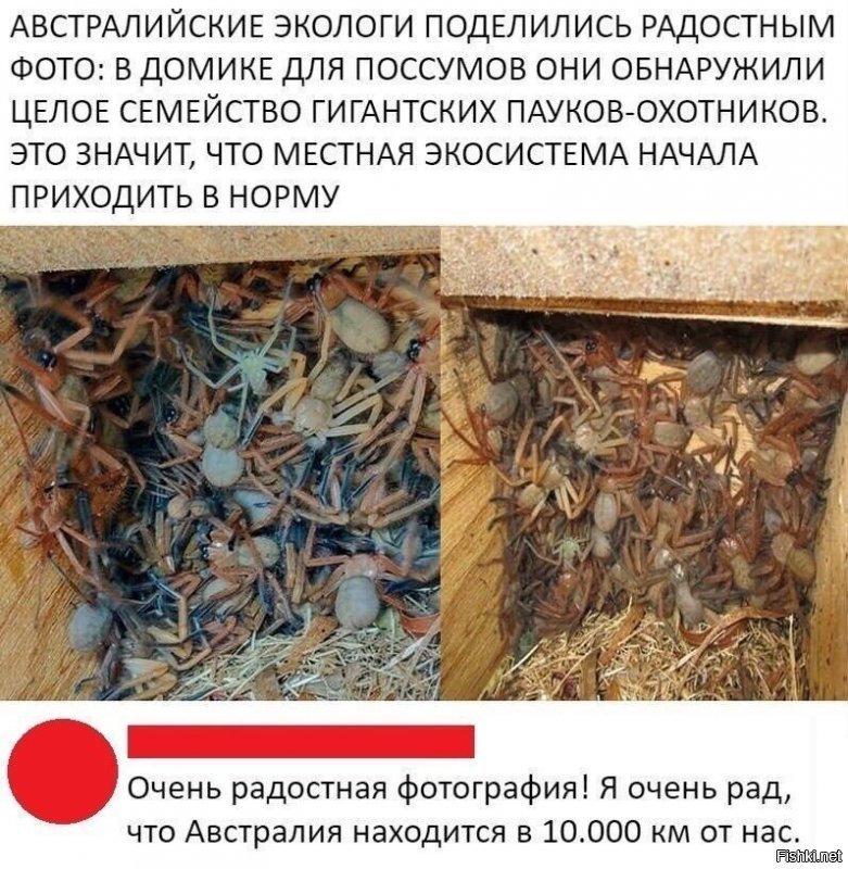 Пох на пауков, что с поссумом?