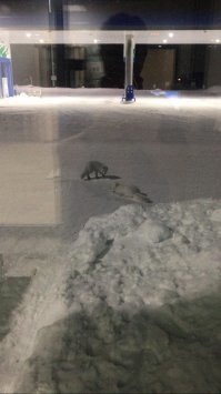 У нас в городе вместо кошек....