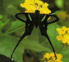 Лампроптера мегес
(Зеленый хвост дракона)
Lamproptera meges
В род Lamproptera (Лампроптеры) входит два вида бабочек: Белый хвост дракона (Lamproptera curius) и Зеленый хвост дракона (Lamproptera meges). Представители каждого из них широко распространены в странах Юго-Восточной Азии. Особенно многочисленны популяции лампроптер в Бирме, Малайзии, Индонезии и на Филиппинах. Эти бабочки предпочитают открытые пространства по берегам водоемов. У них необычайно длинные «шпоры» на задних крыльях; передние крылья полупрозрачны. Частотой взмахов своих крыльев лампроптеры напоминают стрекоз. Даже садясь на цветок, они продолжают взмахивать крыльями. 
Описание: на крыльях есть белые поперечные полосы, их размах менее 5 см. На задних крыльях очень длинные шпоры, а передние крылья полупрозрачные. В полете бабочка напоминает стрекозу. Гусеницы кормятся на растениях из семейства Combretaceae.

Распространение: Юго-Восточная Азия, особенно их много в Бирме, Малайзии, Индонезии и на Филиппинах. Обитает на открытых пространствах по берегам быстрых рек и ручьев.