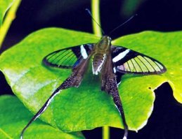 Лампроптера мегес
(Зеленый хвост дракона)
Lamproptera meges
В род Lamproptera (Лампроптеры) входит два вида бабочек: Белый хвост дракона (Lamproptera curius) и Зеленый хвост дракона (Lamproptera meges). Представители каждого из них широко распространены в странах Юго-Восточной Азии. Особенно многочисленны популяции лампроптер в Бирме, Малайзии, Индонезии и на Филиппинах. Эти бабочки предпочитают открытые пространства по берегам водоемов. У них необычайно длинные «шпоры» на задних крыльях; передние крылья полупрозрачны. Частотой взмахов своих крыльев лампроптеры напоминают стрекоз. Даже садясь на цветок, они продолжают взмахивать крыльями. 
Описание: на крыльях есть белые поперечные полосы, их размах менее 5 см. На задних крыльях очень длинные шпоры, а передние крылья полупрозрачные. В полете бабочка напоминает стрекозу. Гусеницы кормятся на растениях из семейства Combretaceae.

Распространение: Юго-Восточная Азия, особенно их много в Бирме, Малайзии, Индонезии и на Филиппинах. Обитает на открытых пространствах по берегам быстрых рек и ручьев.