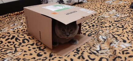 Коробки это святое. Мой товарищ))