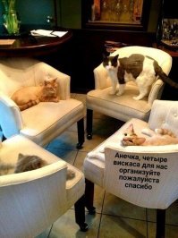Прикольные и смешные картинки
