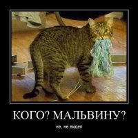 Кошачьи демотиваторы