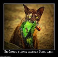 Кошачьи демотиваторы