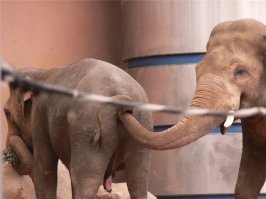 У слона хобат нужен много для чего...