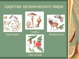 Царства: бактерии, растения, грибы, животные